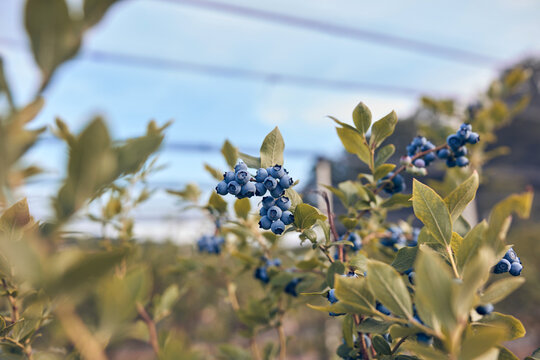 Fresh blueberries ready for seasonal picking on a farm.