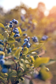 Fresh blueberries ready for seasonal picking on a farm.