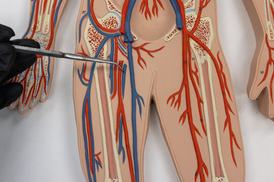 Pointer Showing The Femoral Vein On Human Anatomy Model