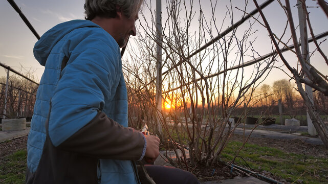 Male gardener with pruning shears working in a blueberries organic farm.