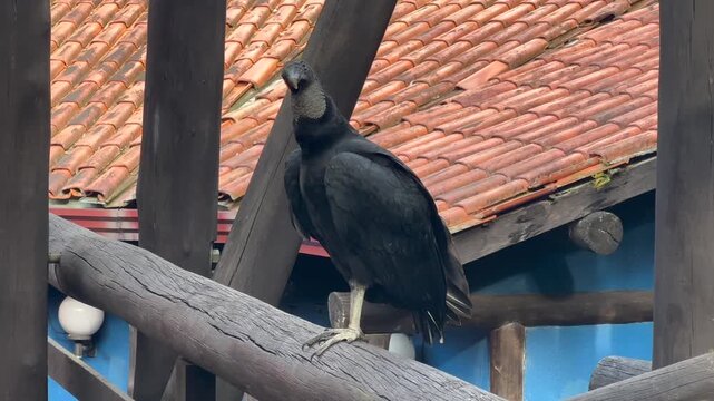 Condor perched on wooden deck railing overlooking surroundings wildlife footage