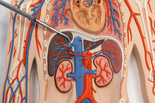 Pointer Showing The Hepatic Vein On Human Anatomy Model