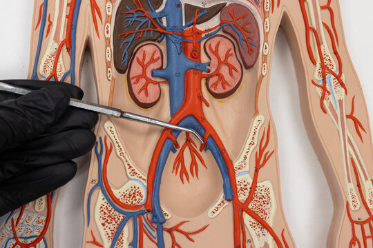 Pointer Showing The Internal Iliac Artery On Human Anatomy Model