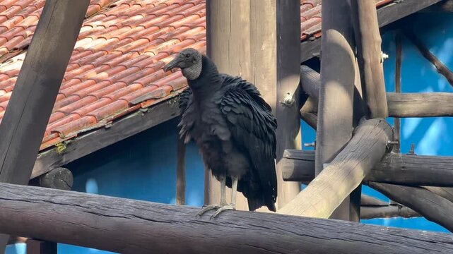 Condor raising feathers while perched on wooden railing wildlife footage