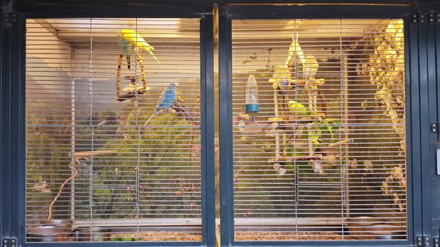 Colorful budgerigars sitting in birdcage with warm indoor light. Pet birds, parakeets and animal care concept.