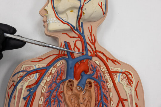 Pointer Showing The Left Common Carotid Artery On Human Anatomy Model