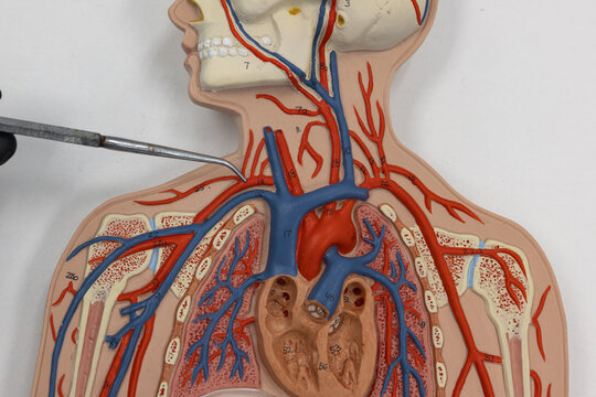 Pointer Showing The Left Subclavian Artery On Human Anatomy Model