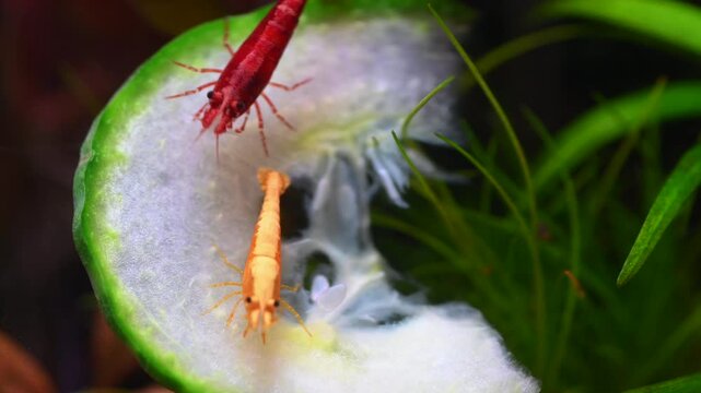 Red cherry and yellow neocaridina freshwater shrimp feeding on a thin slice of cucumber in an aquarium. They spend most of their day grazing for food. 