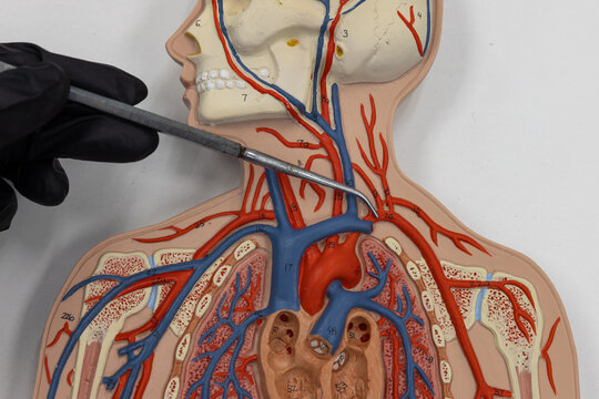 Pointer Identifying The Left Subclavian Artery On Human Anatomy Model