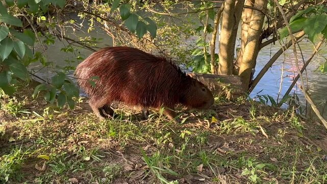 Side profile of capybara near water in natural habitat footage
