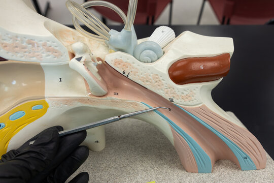 Pointer Showing The Pharyngotympanic Eustachian Tube On Ear Anatomy Model