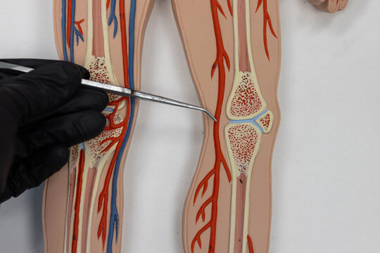 Pointer Showing The Popliteal Artery On Human Anatomy Model