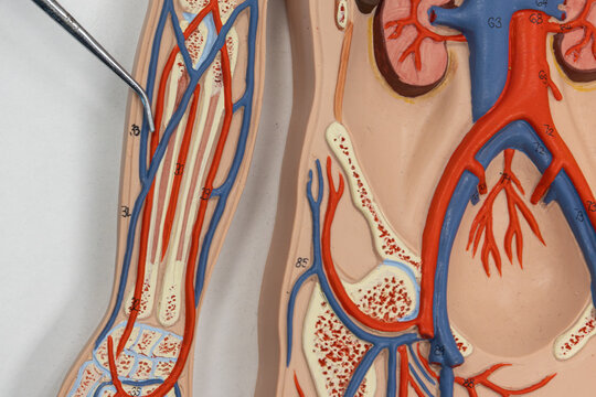 Pointer Showing The Radial Artery On Human Anatomy Model