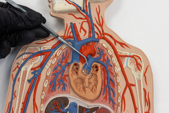 Pointer Showing The Pulmonary Trunk On Human Anatomy Model