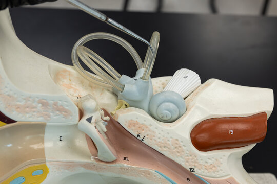 Pointer Showing The Semicircular Canal On Ear Anatomy Model