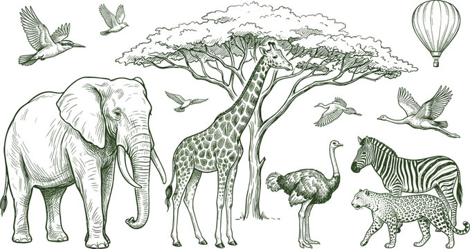 Vintage hand drawn African safari wildlife set with elephant giraffe zebra leopard and ostrich vectors