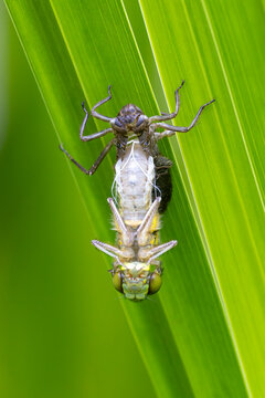 Eine schl&uuml;pfende Vierfleck Libelle an einem Schilfhalm