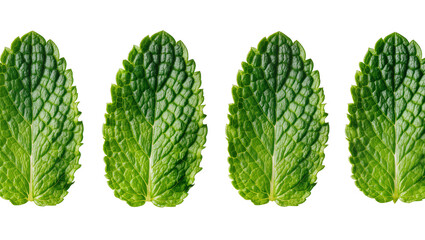 Isolated fresh green mint leaves arranged in a row, perfect for culinary and herbal uses. © Lucas