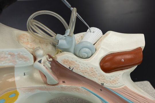 Pointer Showing The Vestibulocochlear Nerve On Ear Anatomy Model
