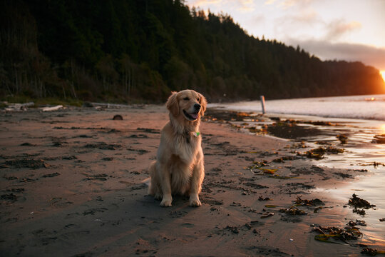 Golden retriever sits on the beach at Olympic National Park in autumn