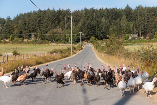 Turkeys cross the road in the countryside during the day