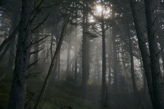 Explore the misty trees in Olympic National Park in Washington
