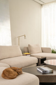 Close up of cat sleeping on modern sofa