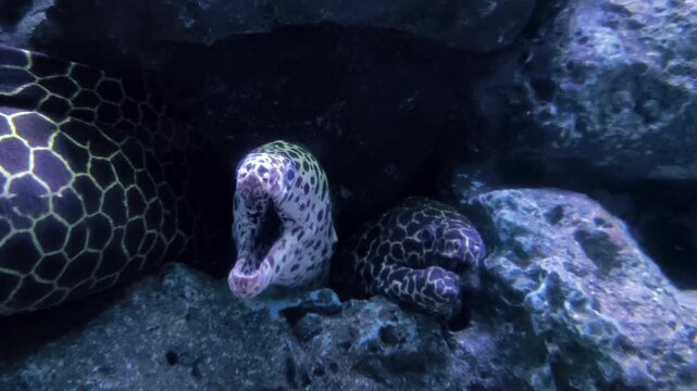 Tropical moray eel peeking from a rocky crevice underwater