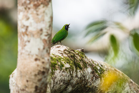 Greater green leafbird singing a territorial call on a mossy branc