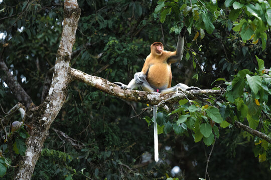 Proboscis monkey balancing on a rainforest tree branch