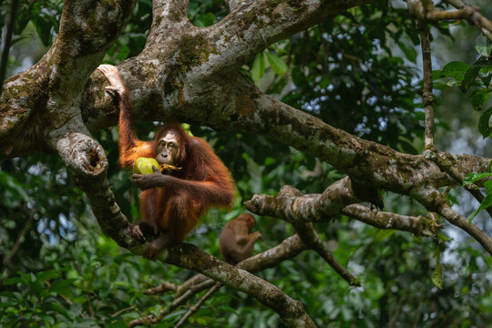 Orangutan eating fruit in the trees of borneo rainforest