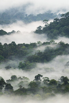 Morning mist covering dense rainforest canopy in borneo