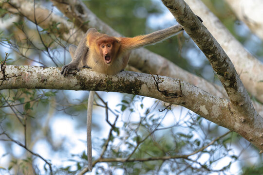 Proboscis monkey calling from tree branch in borneo 