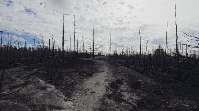 Burnt trees are visible in Halifax forest showing the aftermath of a wildfire in Nova Scotia. The ground is blackened and the landscape is altered by the fire