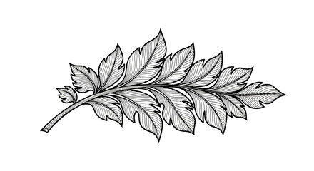 Detailed fern leaf botanical line drawing © Hydro