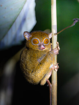 Borneo tarsier clinging to a stem, eyes wide open