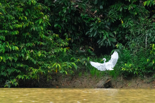 Great egret taking flight from river shore in borneo rainforest