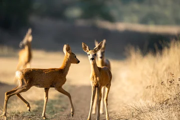 Fototapeten Rehe Three young roe deer on a country track in warm evening light  © Rusu