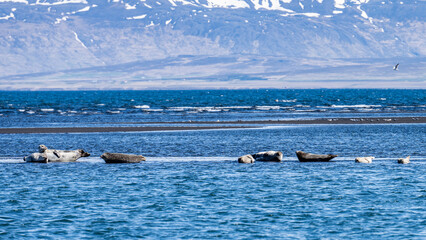 Island (2026-05) © Thomas