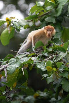 Borneo proboscis monkey calling from a tree