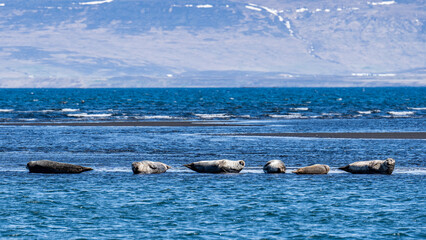 Island (2026-05) © Thomas