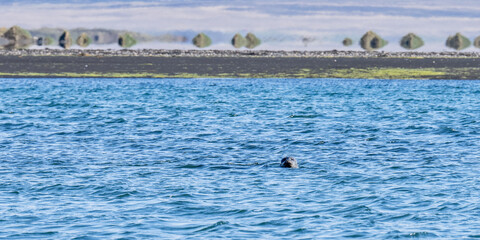 Island (2026-05) © Thomas