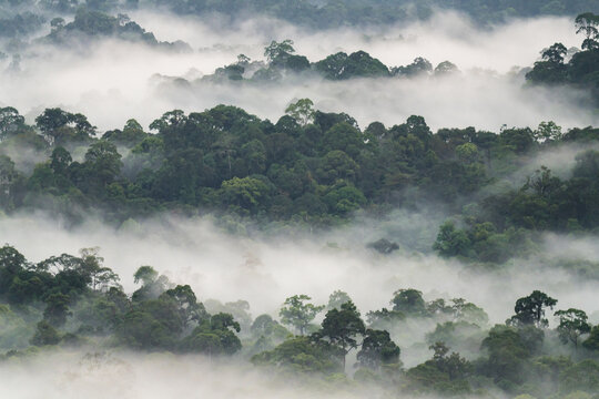 Borneo rainforest canopy emerging from morning mist