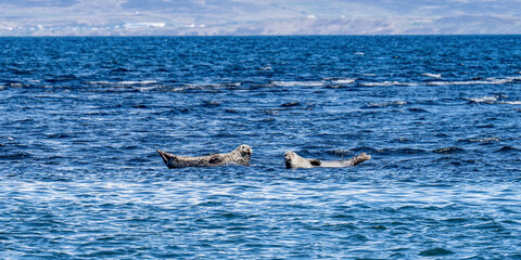 Island (2026-05) © Thomas