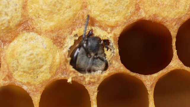 Newborn bee close-up.