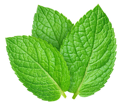 Green mint leaves set isolated on transparent background. Mint leaves set isolated with png