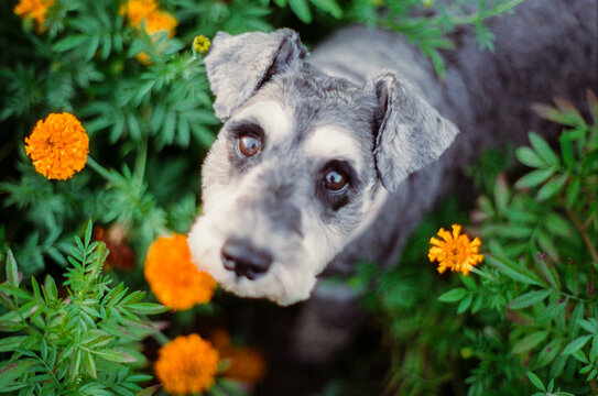 Schnauzer in Marigolds