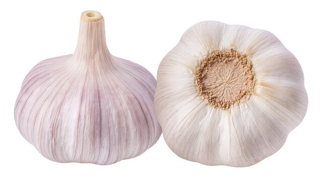 Isolated aromatic fresh whole garlic bulbs with skin ready for healthy cooking and culinary use
