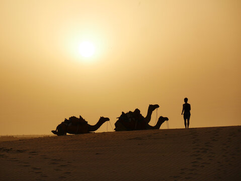 A guide in the desert approaches his camels