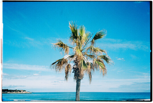 a centered palm tree by the sea with open sky, 35mm film